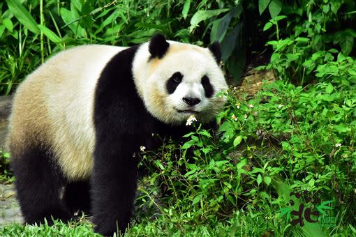 6歲的圓仔。（圖／台北市立動物園提供）