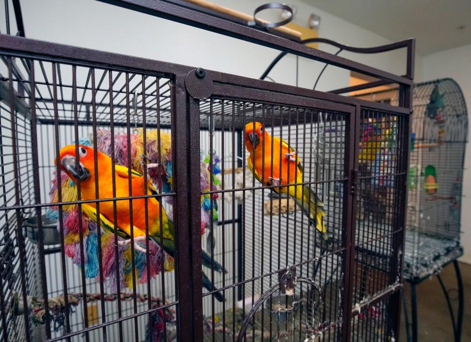 A pair of sun conures relax at the now-closed Compassion In Healthcare assisted-living center on Beville Road in Daytona Beach. The owner of the assisted-living center, Shoshannah Tempest, 72, and her menagerie of nearly 100 animals are desperately seeking a new home after the center was sold in foreclosure in June.