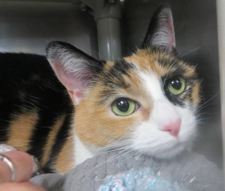 The Taunton Animal Shelter Pet of the Week is Kassandra, a 4-year-old female calico cat.