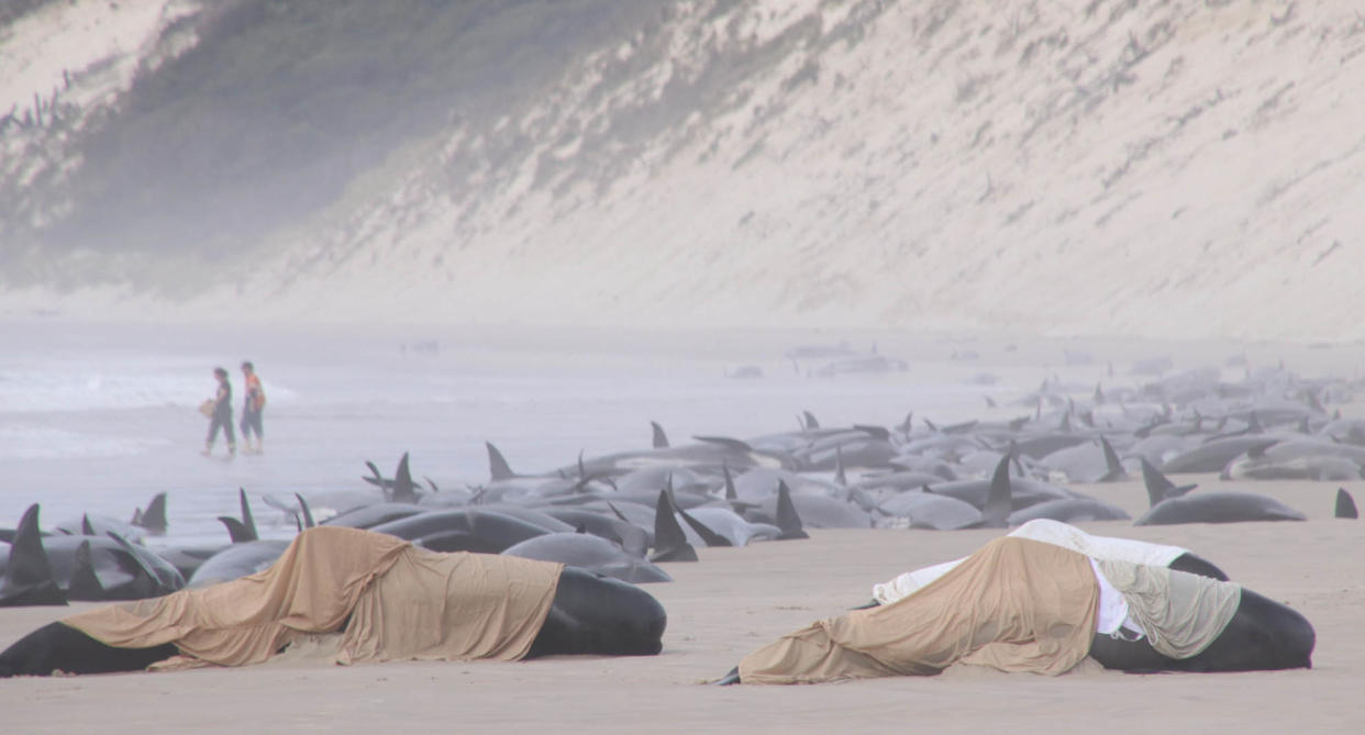 Whales line Ocean Beach near the entrance to Macquarie Harbour on Tasmania's west coast 