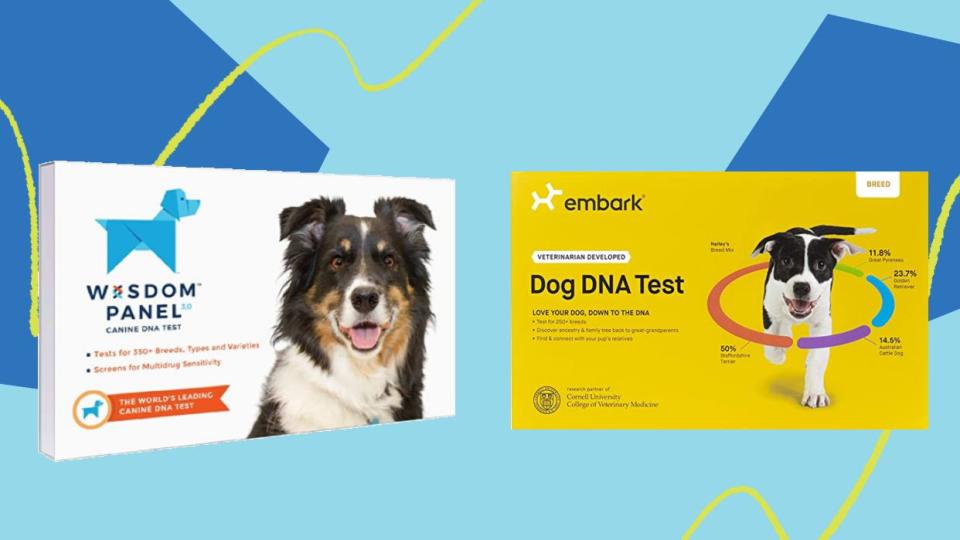 We previously tested the two most popular dog DNA test kits, <a href="https://amzn.to/2qIohSv" target="_blank" rel="noopener noreferrer">Embark</a> and <a href="https://amzn.to/3377jMM" target="_blank" rel="noopener noreferrer">Wisdom Panel</a>. Now both are on sale. (Photo: HuffPost)