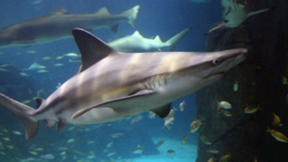 Adventure Aquarium will bring back its popular shark encounter and live dive shows in time for Discovery Channel’s “Shark Week.”