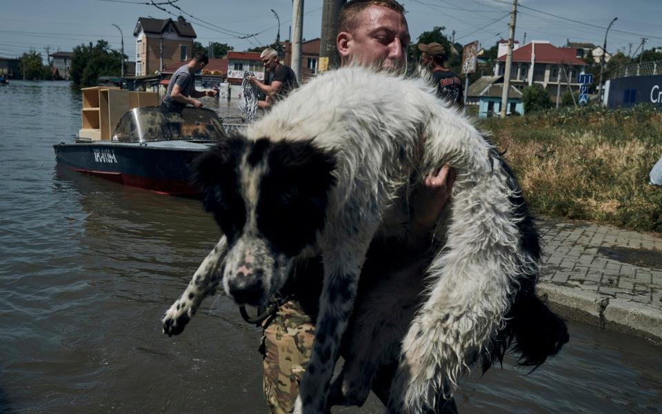 A nation of animal lovers, the Ukrainians have been searching for missing pets in the flooded area - LIBKOS/AP