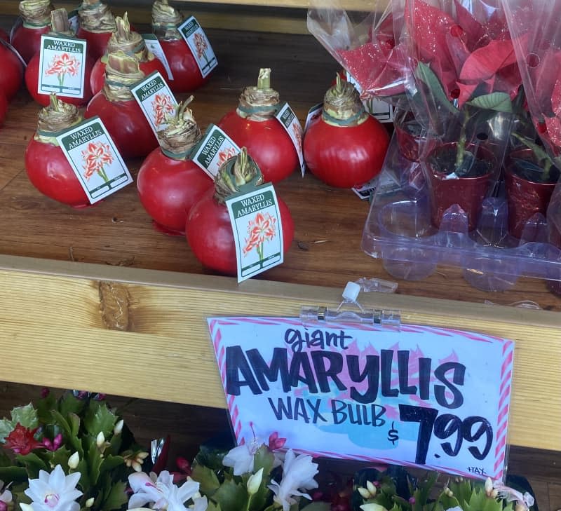 A waxed amaryllis on a store shelf.