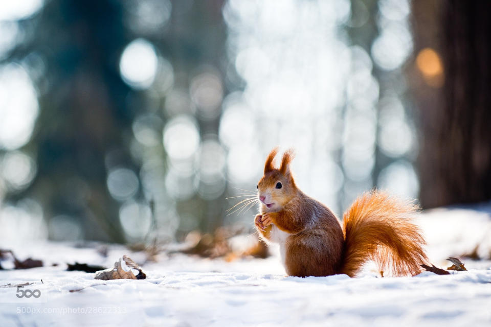 One cute squirrel from Saturdays shooting (photographs only! ;-) ).  Didn't expect snow in these days...  -----  If you want to see more photographs of mine, please check  <a href="http://www.vojtaherout.com/index_en.php">my website</a>  or  <a href="http://www.facebook.com/vojtaheroutcom">my Facebook profile</a>  or both ;-)