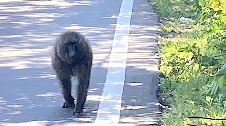 六福村野生動物園，保育類東非狒狒去年3月脫逃。（圖／翻攝畫面）