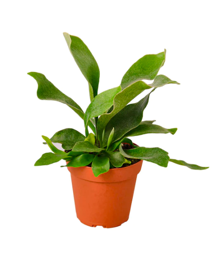 Staghorn Fern