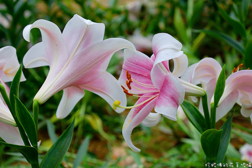 新北淡水｜奎柔山路百合花園