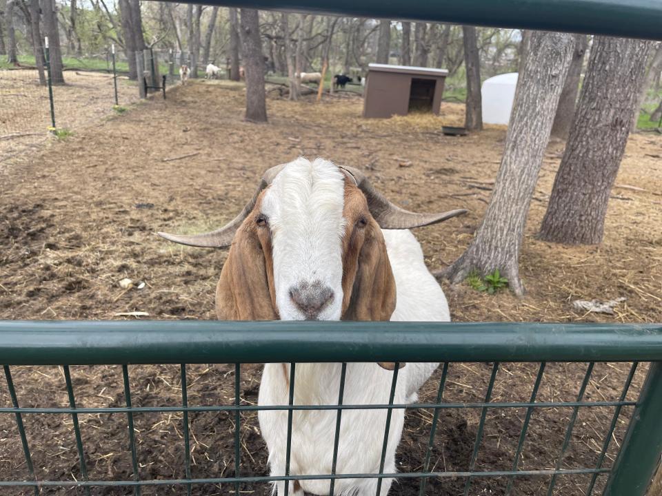 A Clive goat is angry at me for not having a quarter to purchase feed to give to him.