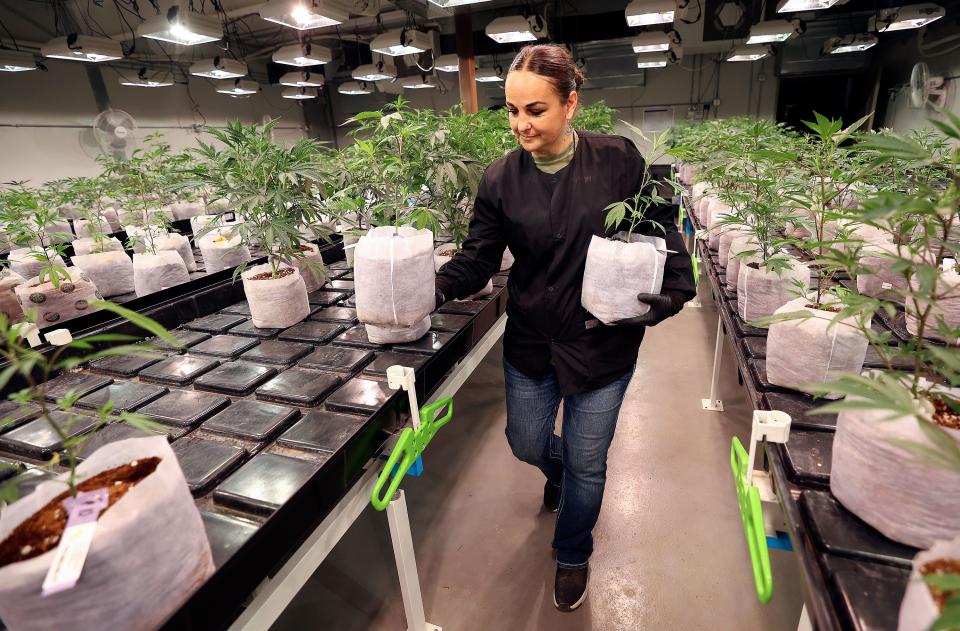 April White, Dragonfly Wellness Grow Facility nursery cultivator, moves baby cannabis plants at the Dragonfly Wellness Grow Facility in Moroni on Friday, April 28, 2023. | Kristin Murphy, Deseret News