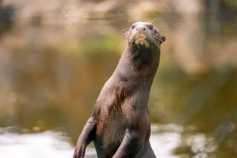 Regarded as the world’s largest species of otter, there are thought to be less than 5,000 giant otters now remaining in the wild.