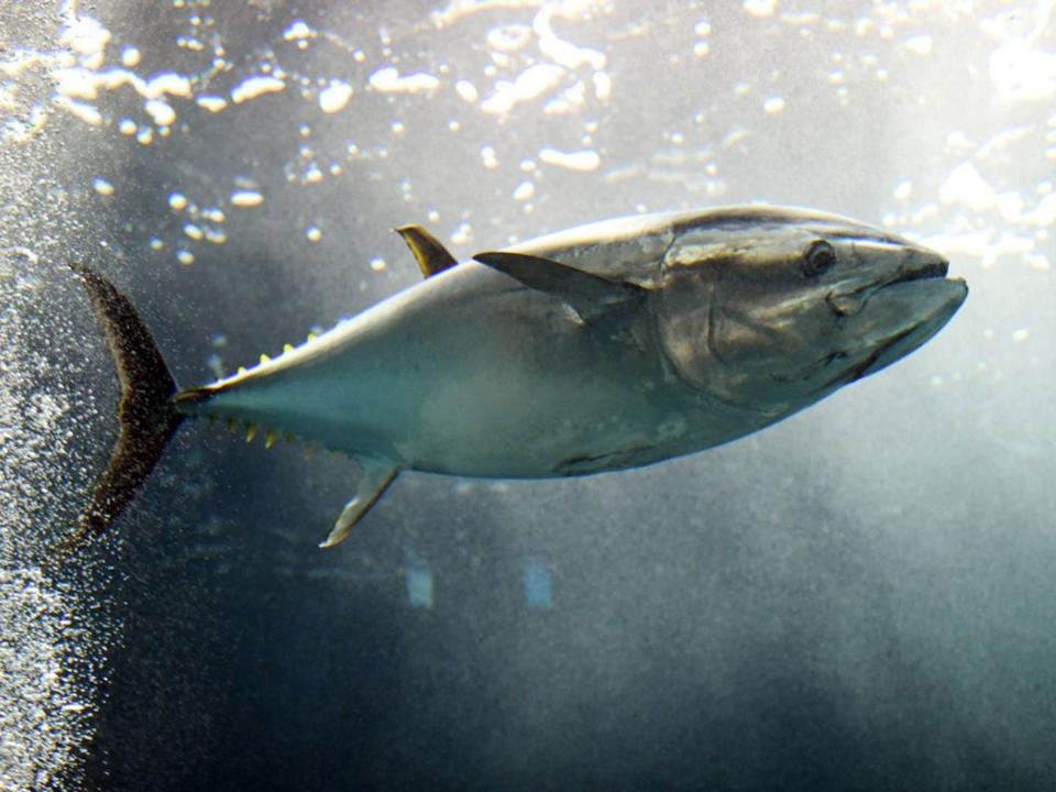 Yellowfin Tuna could be facing extinction after extensive human hunting (AFP)