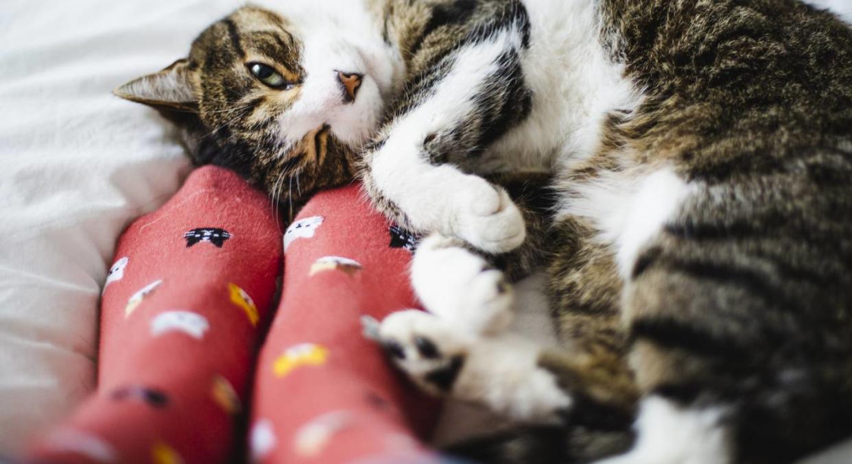 This pet hair roller has gone viral on TikTok. (Getty Images) 