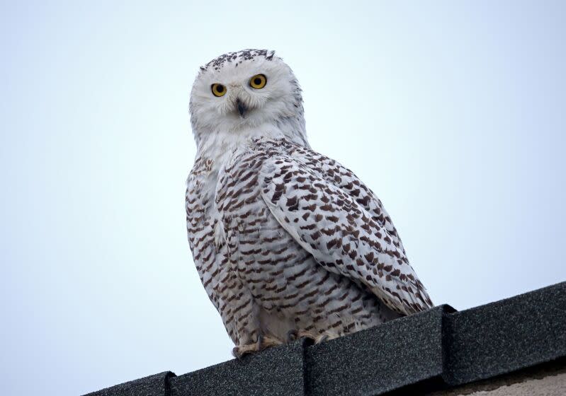 A Snowy owl perches on a home on the 11600 block of Onyx St., in Cypress on Friday, Dec. 30, 2022. The rare sighting had birdwatchers from throughout SOuthernCalifornia coming to the quiet neighborhood to see it up close. The owl, native to the Artic regions of North America and the Palearctic and which typically winters in Southern Canada and Northern United States, has been seen hanging around this Southern California neighborhood for about one week.