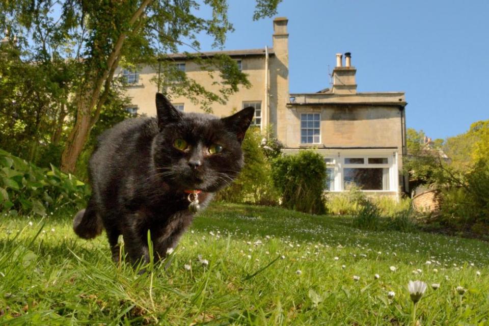 A black cat hunting in a garden