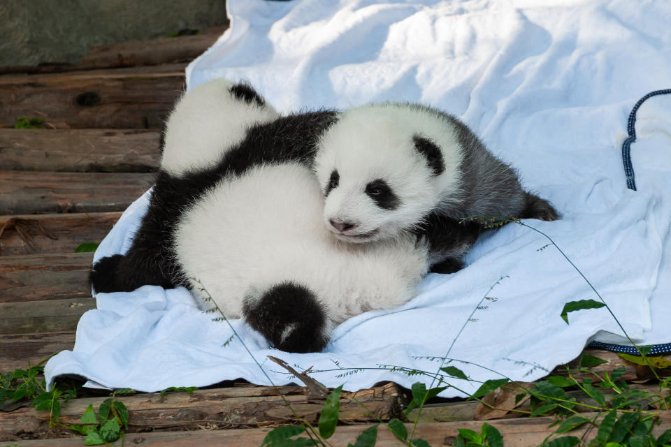 Who can resist a panda? (Getty Images)