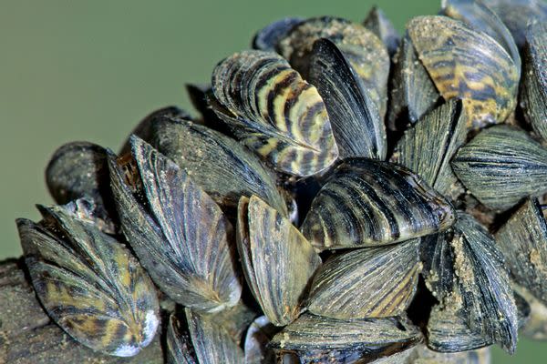 Zebra Mussel