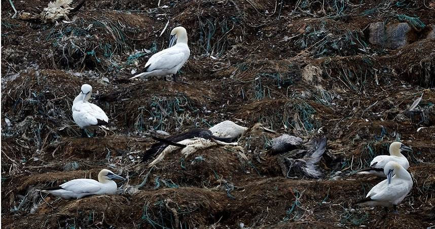 法國西海岸有數千隻海鳥，因禽流感死亡。（圖／達志／路透社）