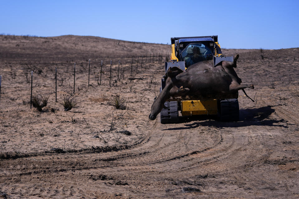 A cow killed by the Smokehouse Creek Fire is removed by a rancher as the cleanup process begins Friday, March 1, 2024, in Skellytown, Texas. (AP Photo/Julio Cortez)