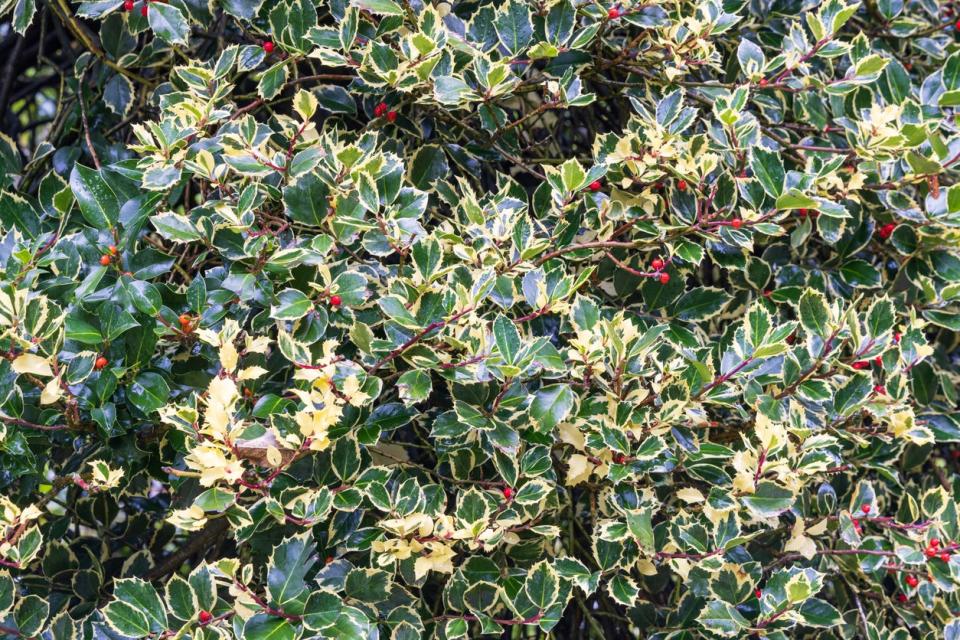 Variegated English Holly growing outdoors. 