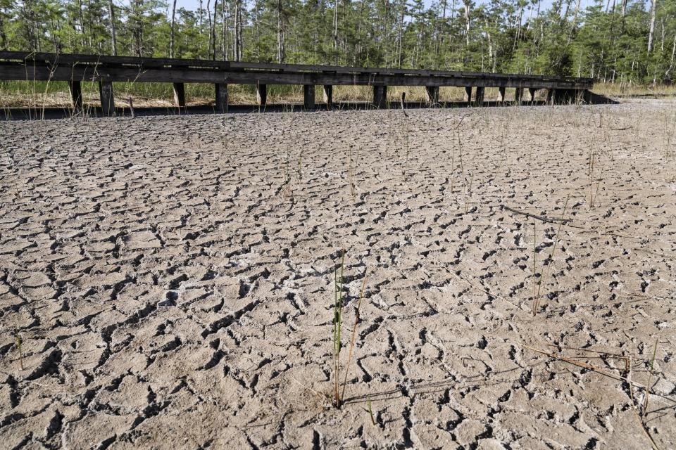 Dry conditions are seen in the Grassy Waters Preserve Wednesday, May 13, 2020 in West Palm Beach