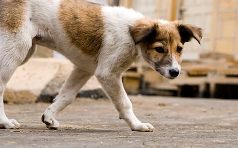 Dogs account for 99 per cent of animal to human transmissions - Credit: Getty