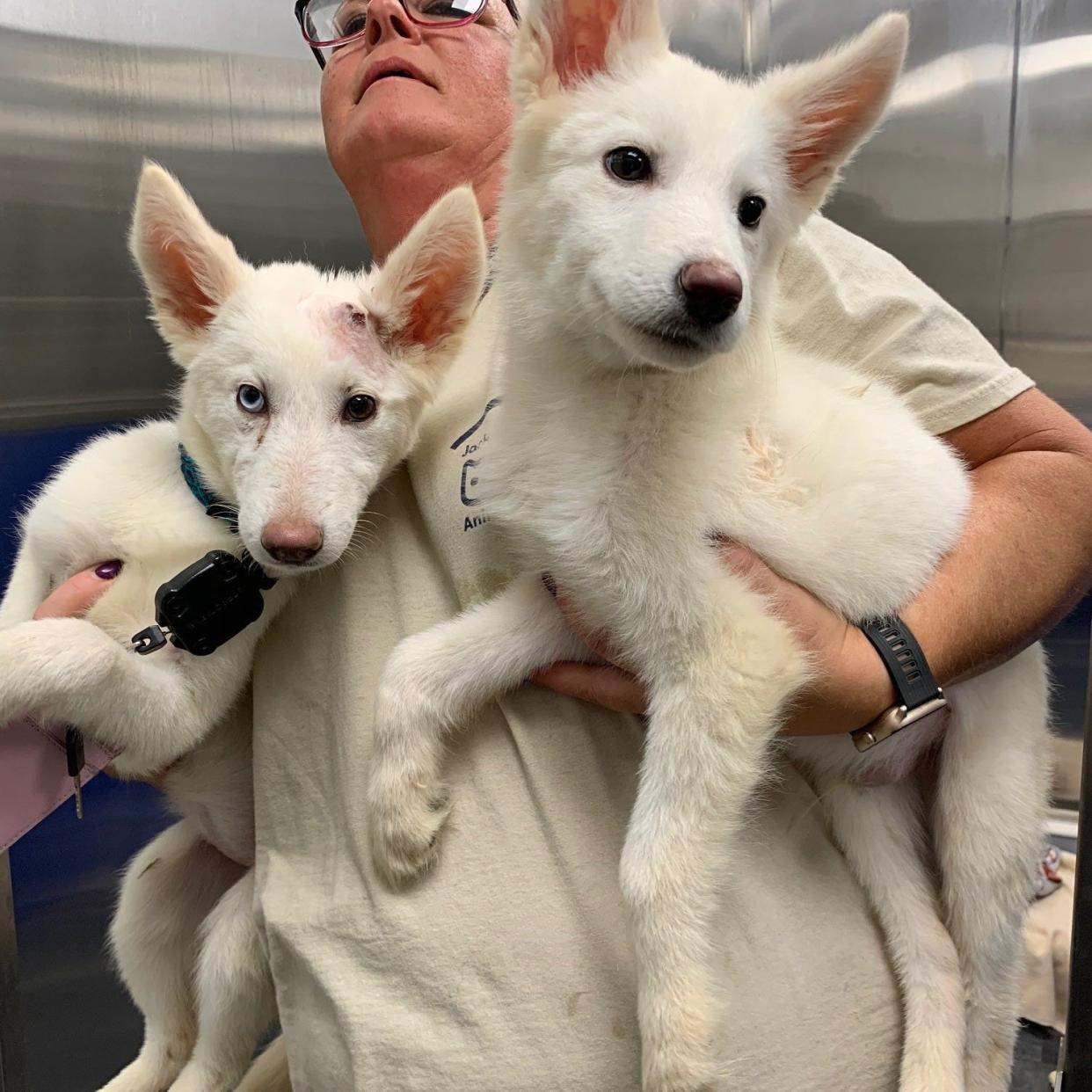 Two Husky puppies who were thrown over the fence in September at the Jackson County Animal Shelter in Jackson, Michigan. They were malnourished with some injuries.