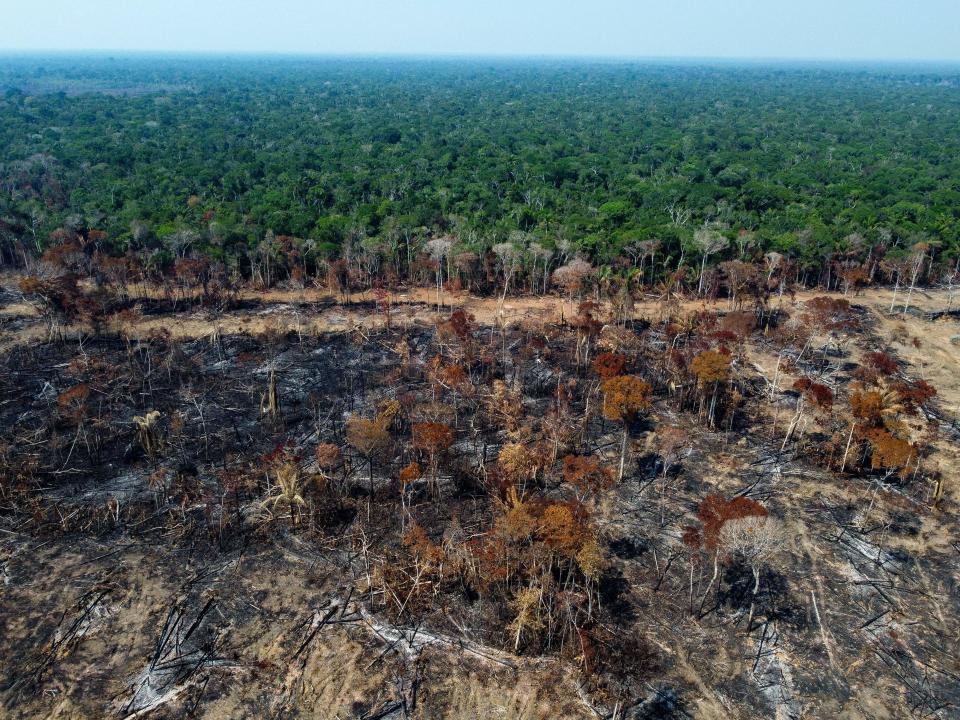A deforested and burnt area of dead trees is seen next to an unburned area of living trees.