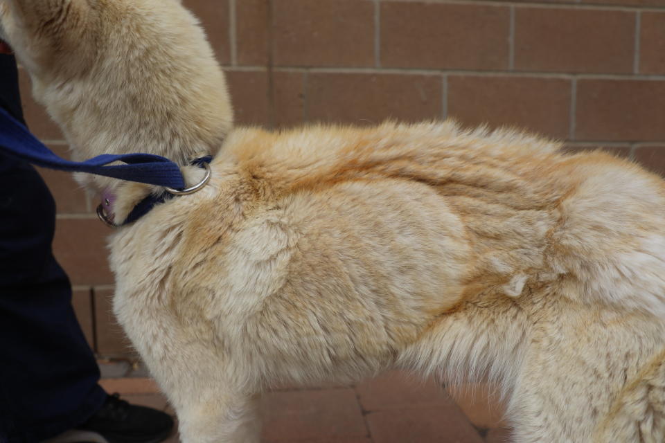 Pictured is Sky, the Siberian Husky, who was found to be emaciated at a property in South Australia