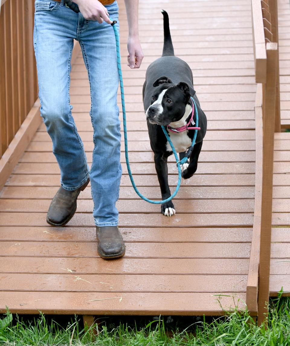 GlenOak sophomore Jacob Price, shown with rescue dog Baby Girl, has spent the last two years planning, designing and building a dog agility course for the Stark County Humane Society for his Eagle Scout project.