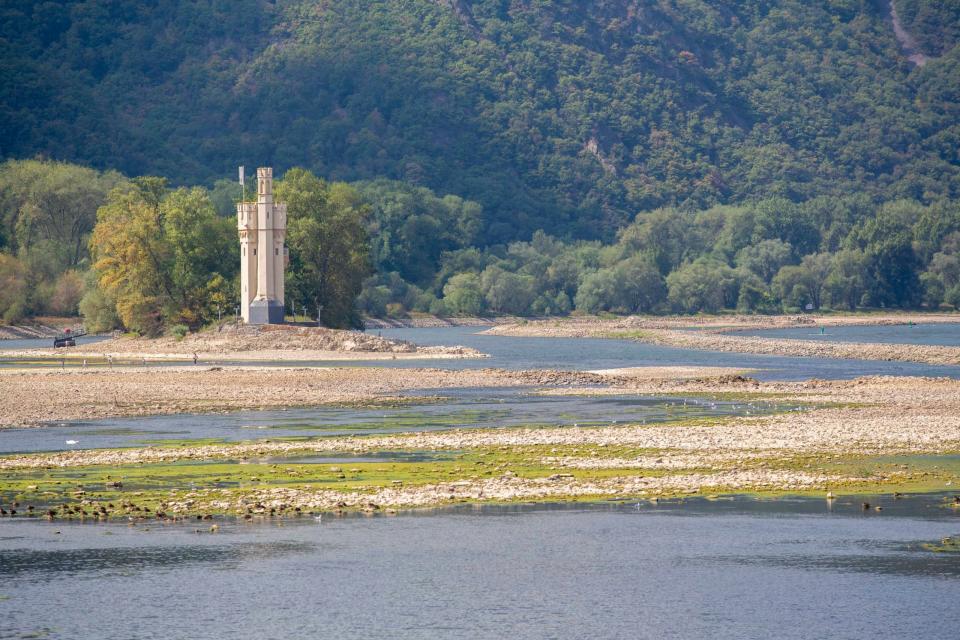 Der Rhein bei Bingen im August 2022. Wegen des Niedrigwassers musste die Schifffahrt stark eingeschränkt werden. In diesem Jahr entwickeln sich die Pegelstände noch schlechter als 2022.  - Copyright: Picture Alliance