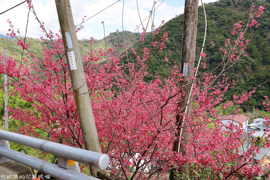 屏東霧台賞櫻