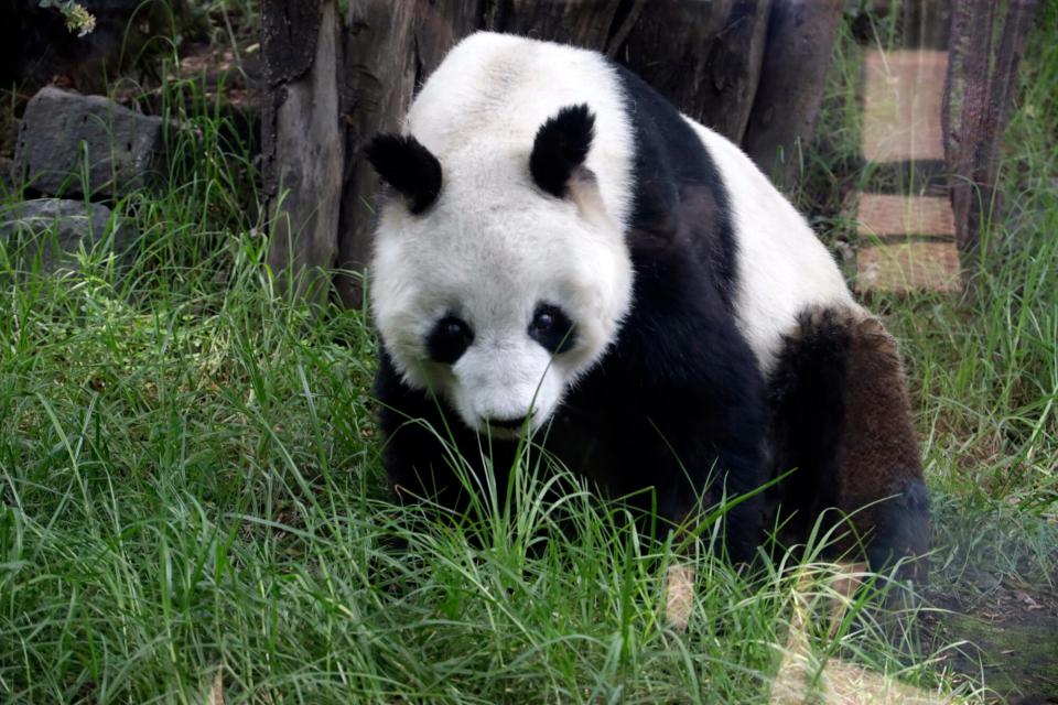 July 6, 2022, Mexico City, Mexico: The giant panda Shuan Shuan celebrates 35 years of life and lives in the Chapultepec Forest Zoo in Mexico City, Mexico, which celebrates its 99th anniversary. On Jul 6, 2022 In Mexico City, Mexico.