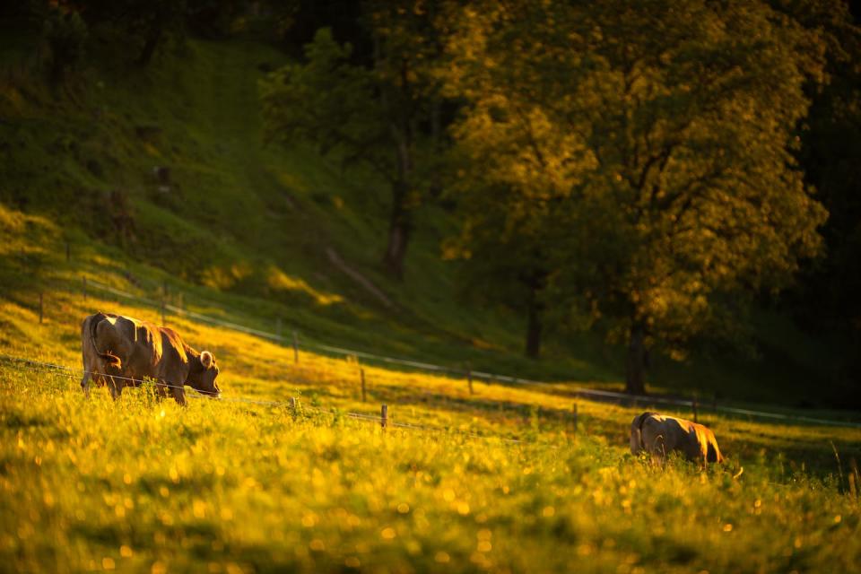 Regenerative agriculture can involve rotating livestock between pastures to increase soil health. Shutterstock