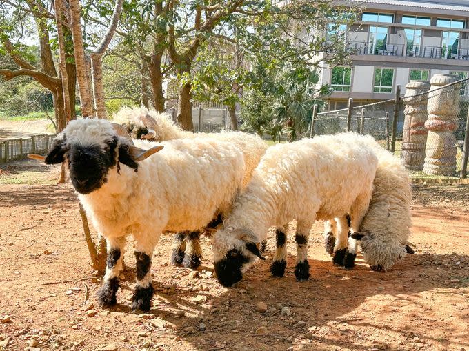 228連假六福村拍照打卡享優惠　瓦萊黑鼻羊爆萌登場
