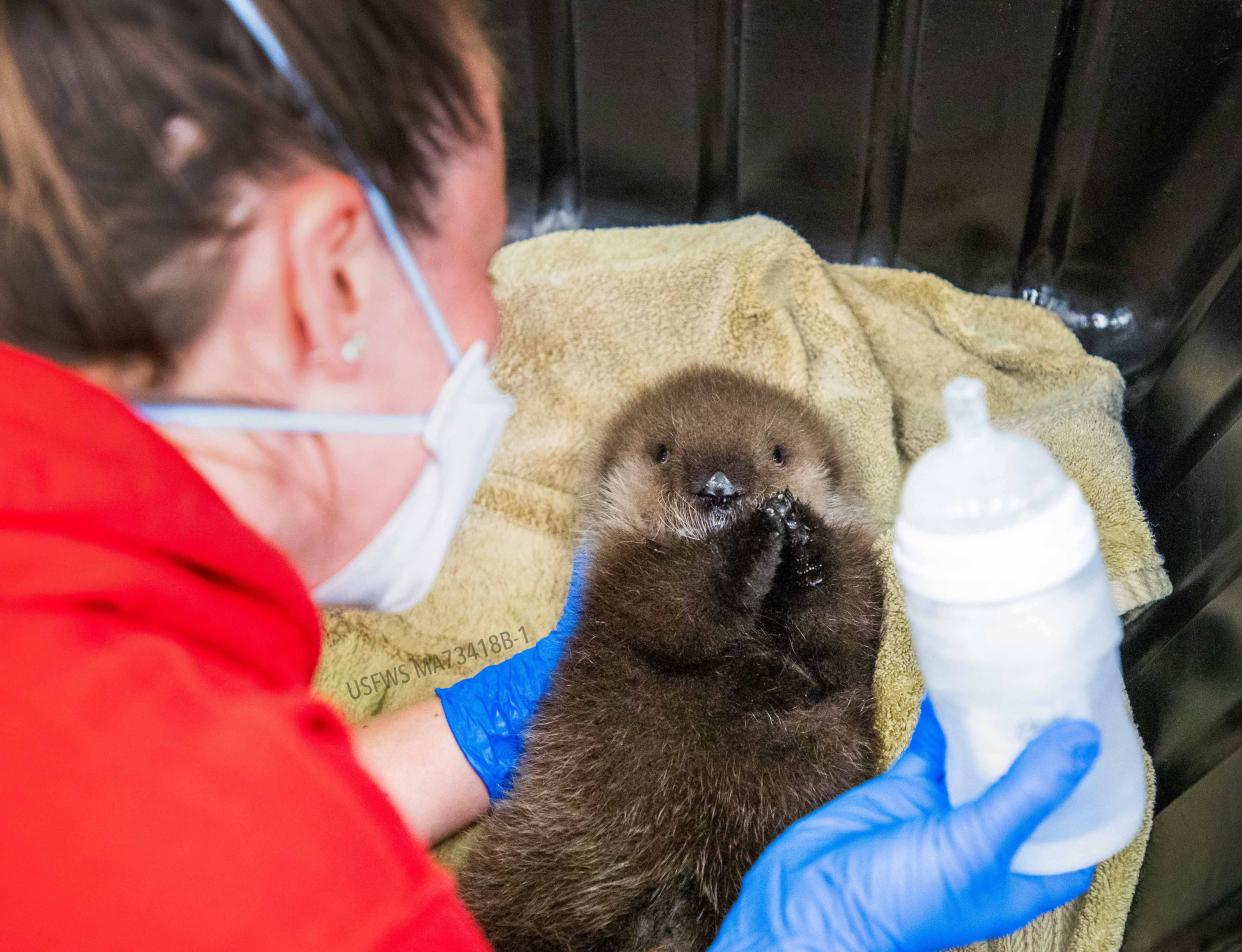 A sea otter pup with a technician holding a bottle