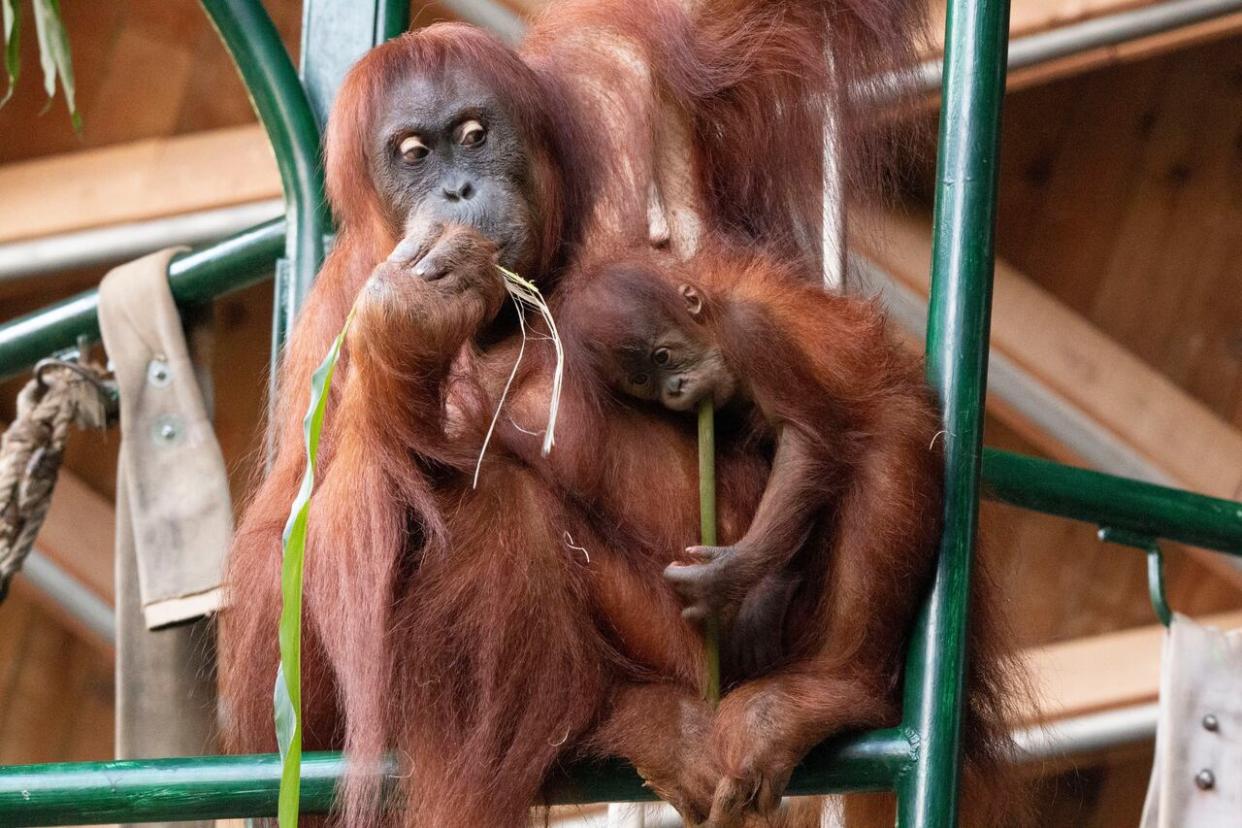 A Sumatran orangutan mother and baby at the Toronto Zoo are pictured here. The zoo said it is continuing to investigate to determine how a cyberattack it reported earlier this month might have affected zoo members, guests, donors and volunteers.  (Toronto Zoo - image credit)