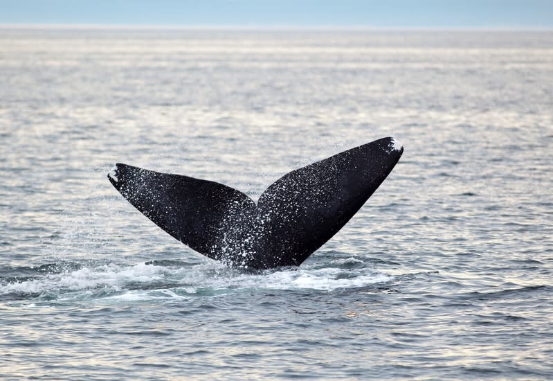 North Atlantic right whale, Bay of Fundy