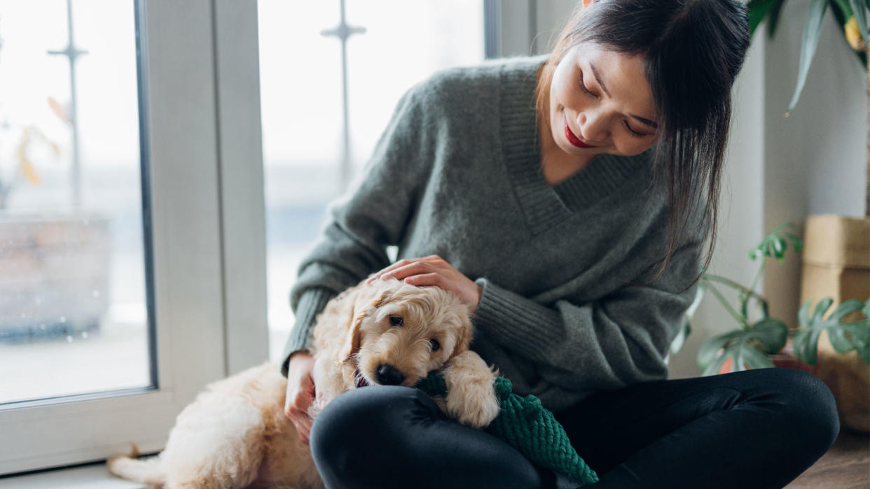  Dog being stroked by a woman 