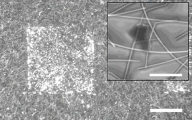 The graphene is embedded with tiny silver nanofibres  - Credit: University of Sussex