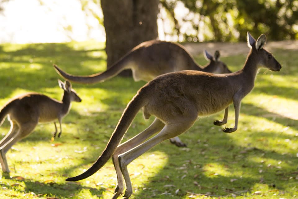 Canguros saltando en Perth, Australia. (Imagen Creative Commons tomada por Alexandersr y vista en Pixabay).