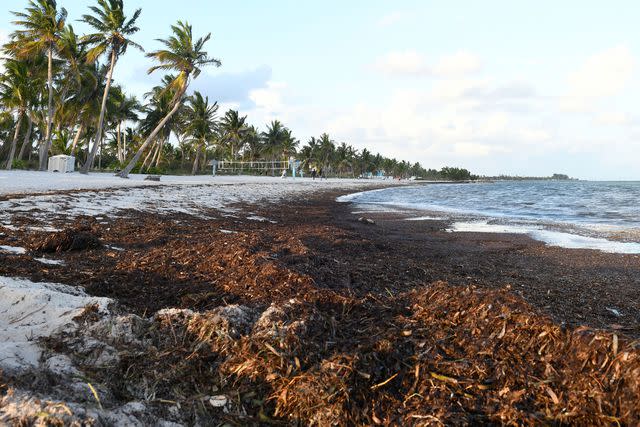 <p>Paul Hennessy/Anadolu Agency via Getty</p> Sargassum washes ashore in Florida