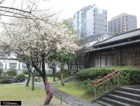 往年逸仙公園梅花開花盛況。<br /><br />（北市公園路燈工程管理處提供）