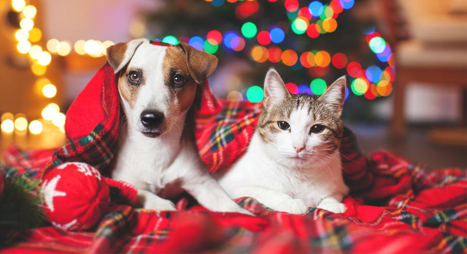 These are the best gifts to buy for your dog, cat or small pet this Christmas. [Photo: Getty]