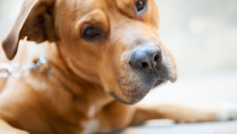 Woman Thinks Her New Dog Is Ignoring Her, but He Only Understands Spanish