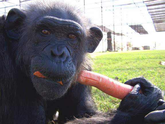 Kitty the chimpanzee enjoying a carrot at Cleveland Amory Black Beauty Ranch.