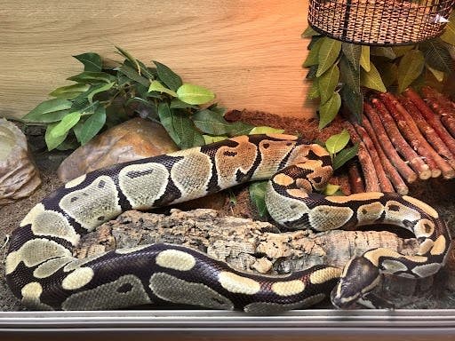 Seven snakes left abandoned in a house
