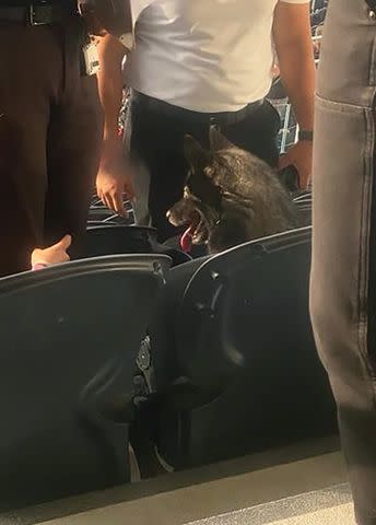 <p>Metallica/Instagram</p> Dog at Metallica Concert