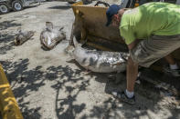 <p>Fotografía de archivo del 3 de agosto de 2018, de un operario que recoge un pez muerto en la playa Gulfside City Park, en Sanibel, costa oeste de la Florida (EE.UU.). Las autoridades ambientales de Florida (EE.UU.) decretaron hoy medidas extraordinarias en siete condados del suroeste del estado para acelerar la recogida de miles de peces muertos a causa de la marea roja, como se conoce la contaminación por una microalga tóxica. EFE/Giorgio Viera. </p>