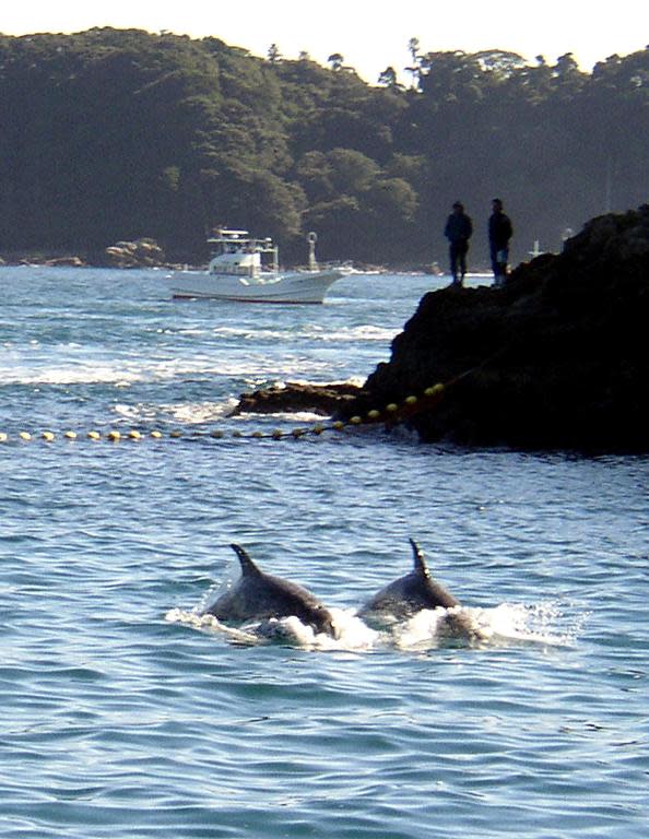 Every year fishermen corral dolphins for slaughter into this cove near the Japanese village of Taiji